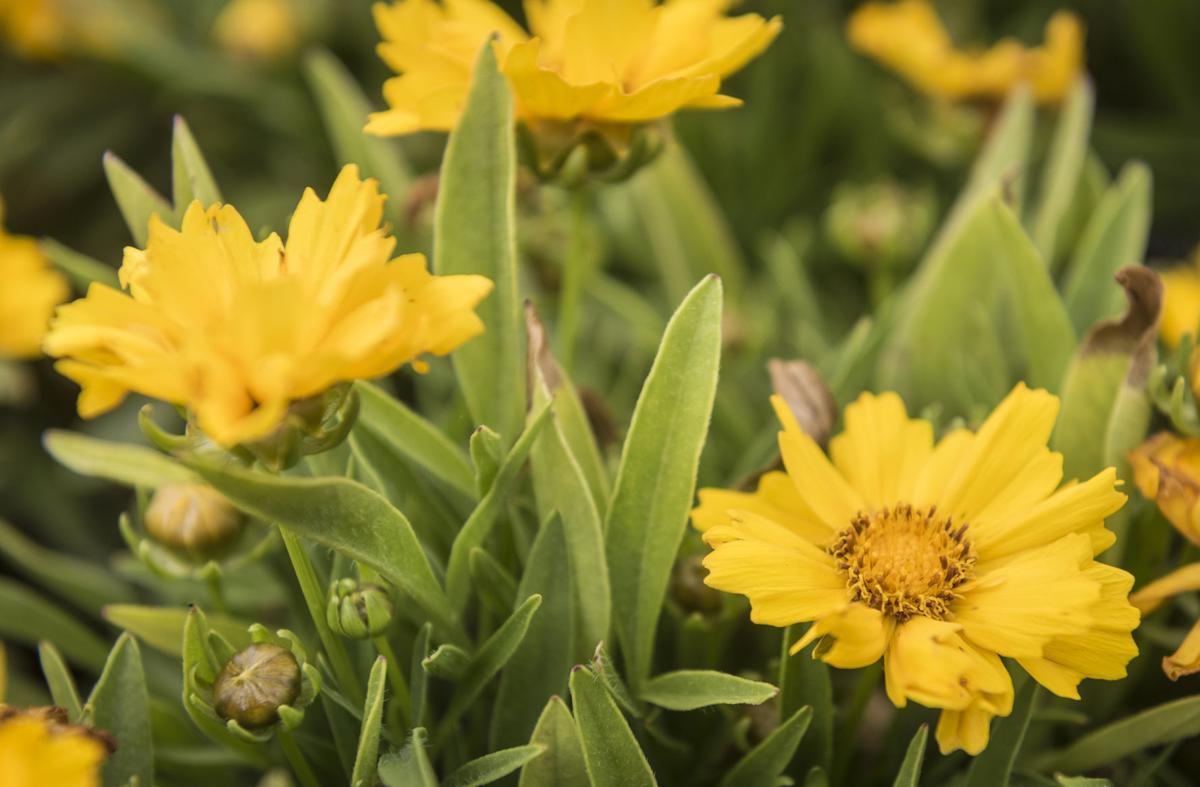Native Plants at Frank�s Perennial Border Galleries
