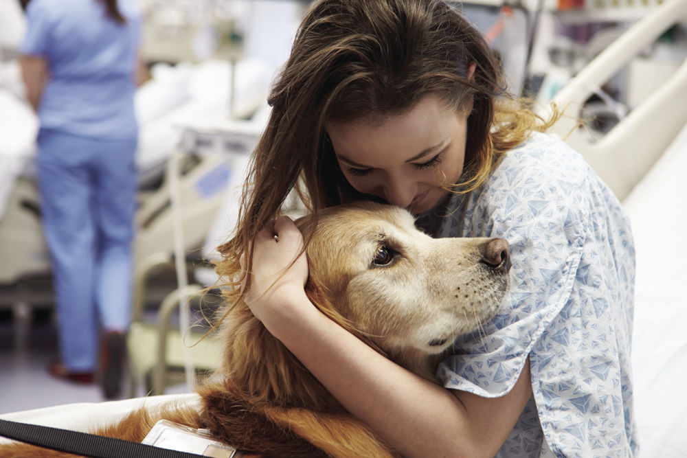 hospital comfort dogs
