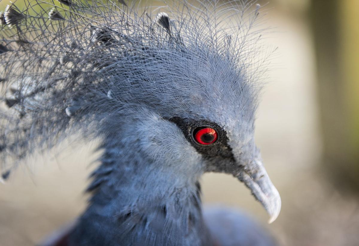 Photos Sylvan Heights Bird Park Galleries Journalnow Com