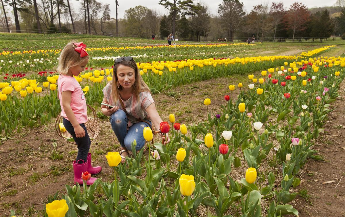 Photos Pickyourown tulips at Dewberry Farm