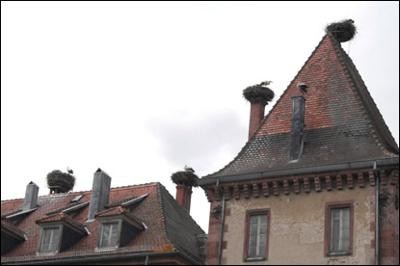 Bundles Of Joy Return Storks Of Alsace Nest At Home Again