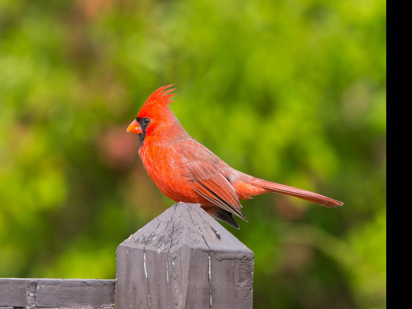 Birds Spring Brings The Songs Of The Cardinals Male And Female Food Journalnow Com Tv show cardinal season 3 watch and download for free in. cardinals male and female