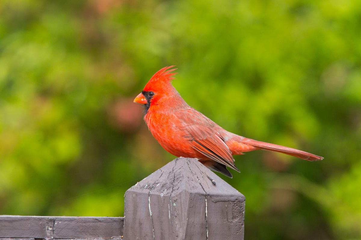 male and female cardinal birds