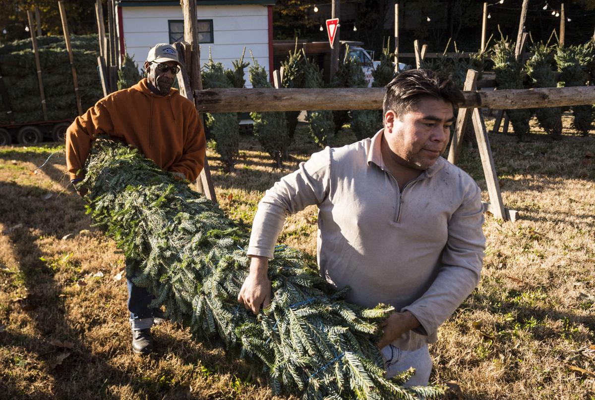 Buying A Tree On Amazon Or Sifting Through Tree Lots N C Trees Are Lush Beautiful Local News Journalnow Com