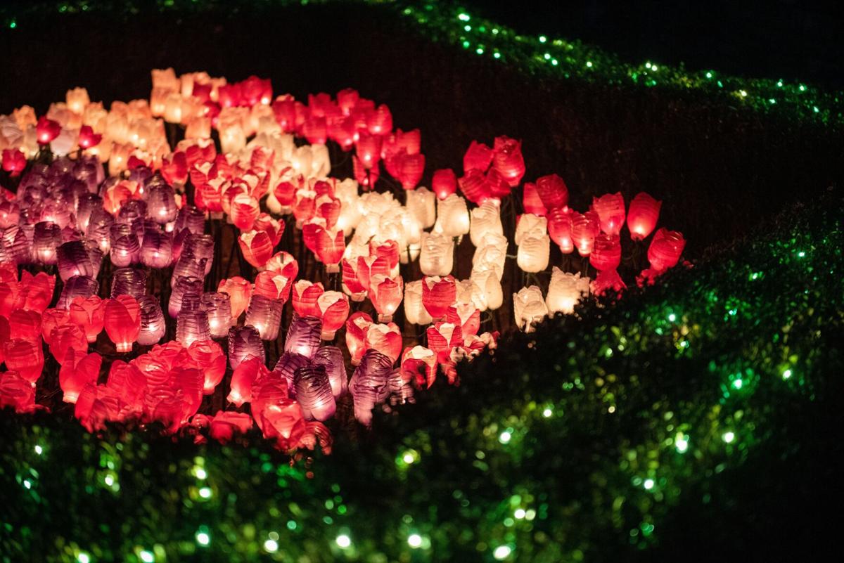 Ciener Spectacular Holiday Blooms