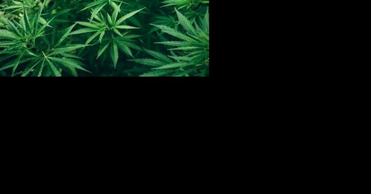 Cigarette maker moves ahead on cannabis company acquisition. 22nd Century, which has a Mocksville plant, is selling millions in stock. - Vimarsana News