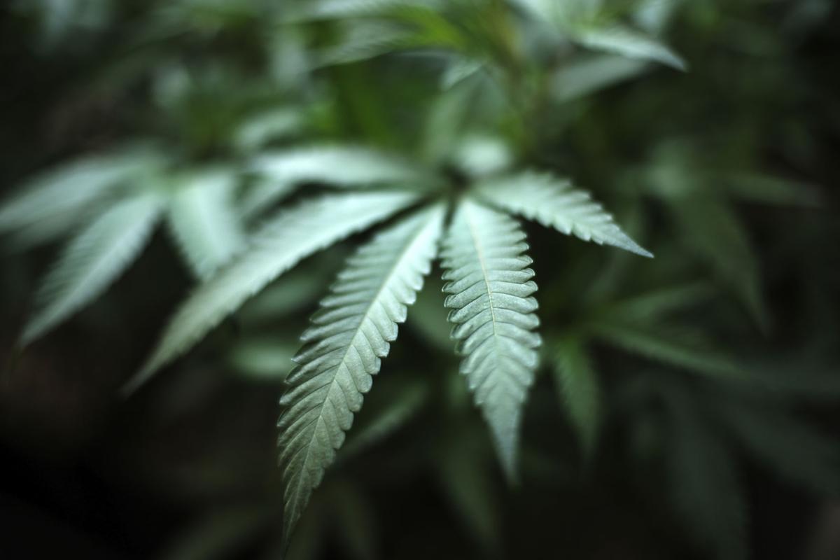 Medical Marijuana Utah