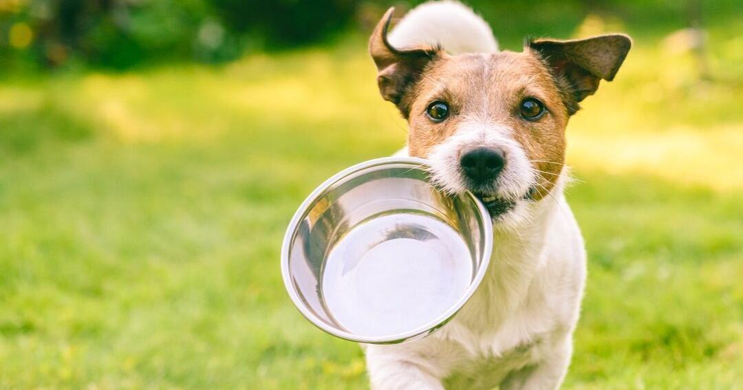 Dr. Fox: Finding safe flea and tick preventatives | Pets