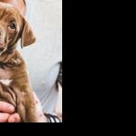 Forsyth County abolishes dog and cat fees - Vimarsana News