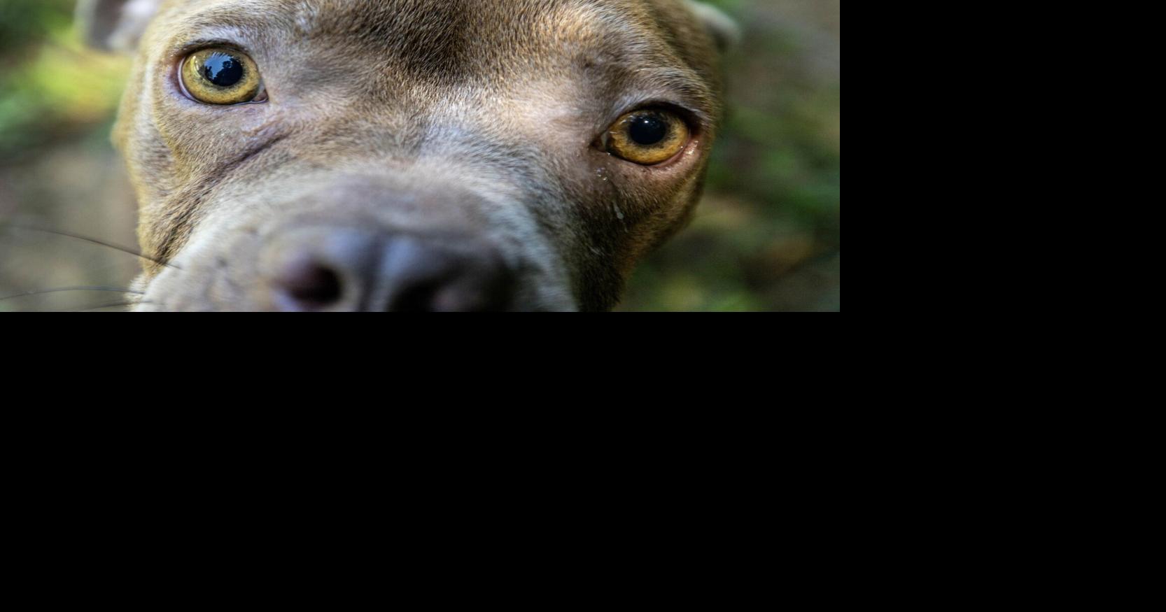 See photos of dogs available for adoption
