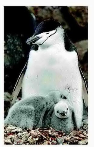 Penguin Parents Are Power-nap Champs