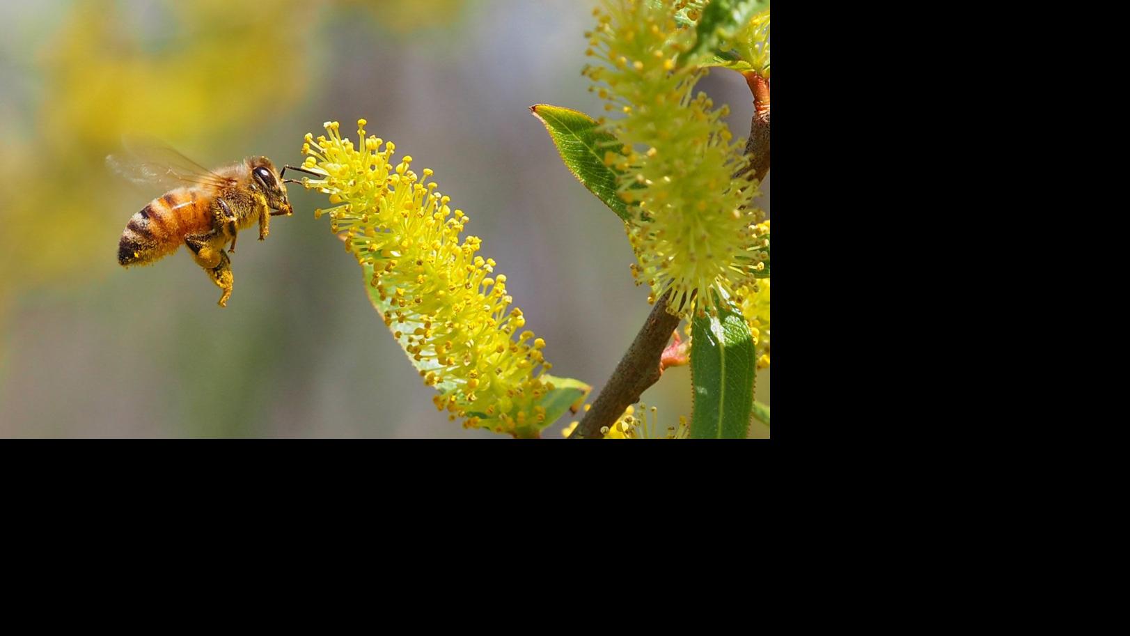 What plants attract bees and other beneficial insects? Home & Garden