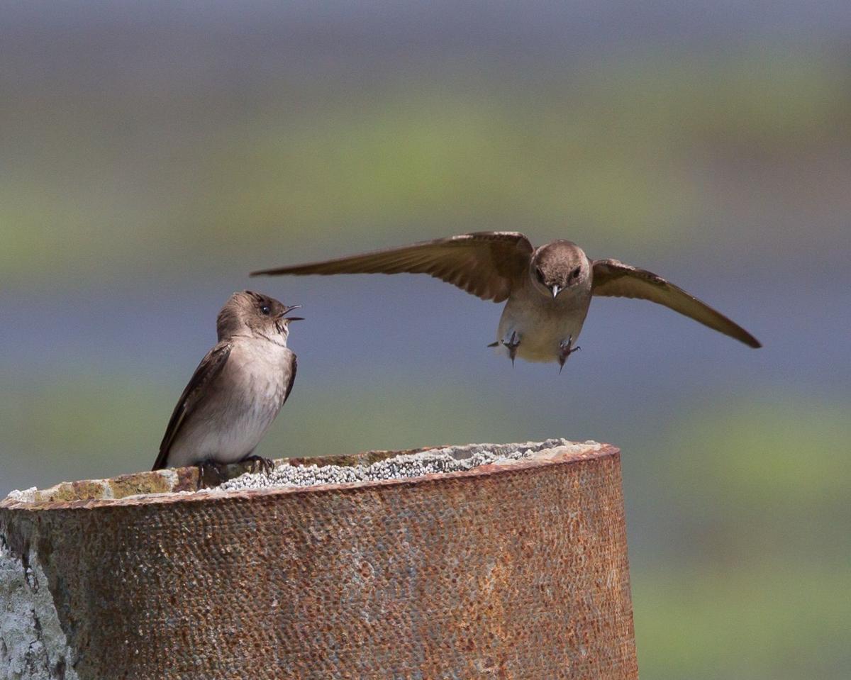 Birds Differences Among Swallows Seen In Their Nests Food