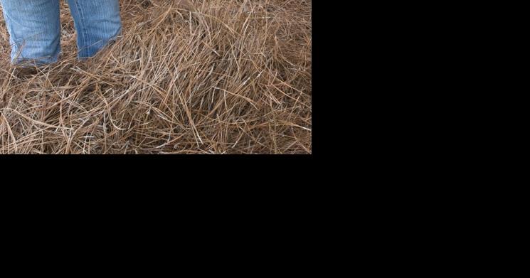 Two Things: The scourge of pine straw; Senior art exhibit and duck-and-cover - Vimarsana News
