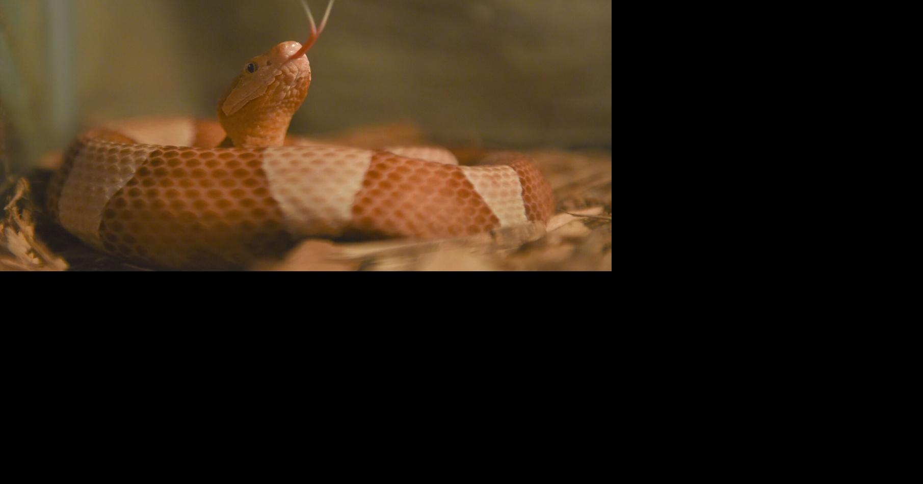 Kernersville Reptile ZooSnakes