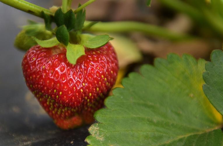 Strawberry season off to a great start in the Triad