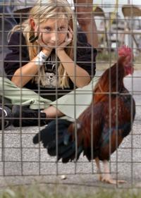 ROOSTER-CROWING CONTEST