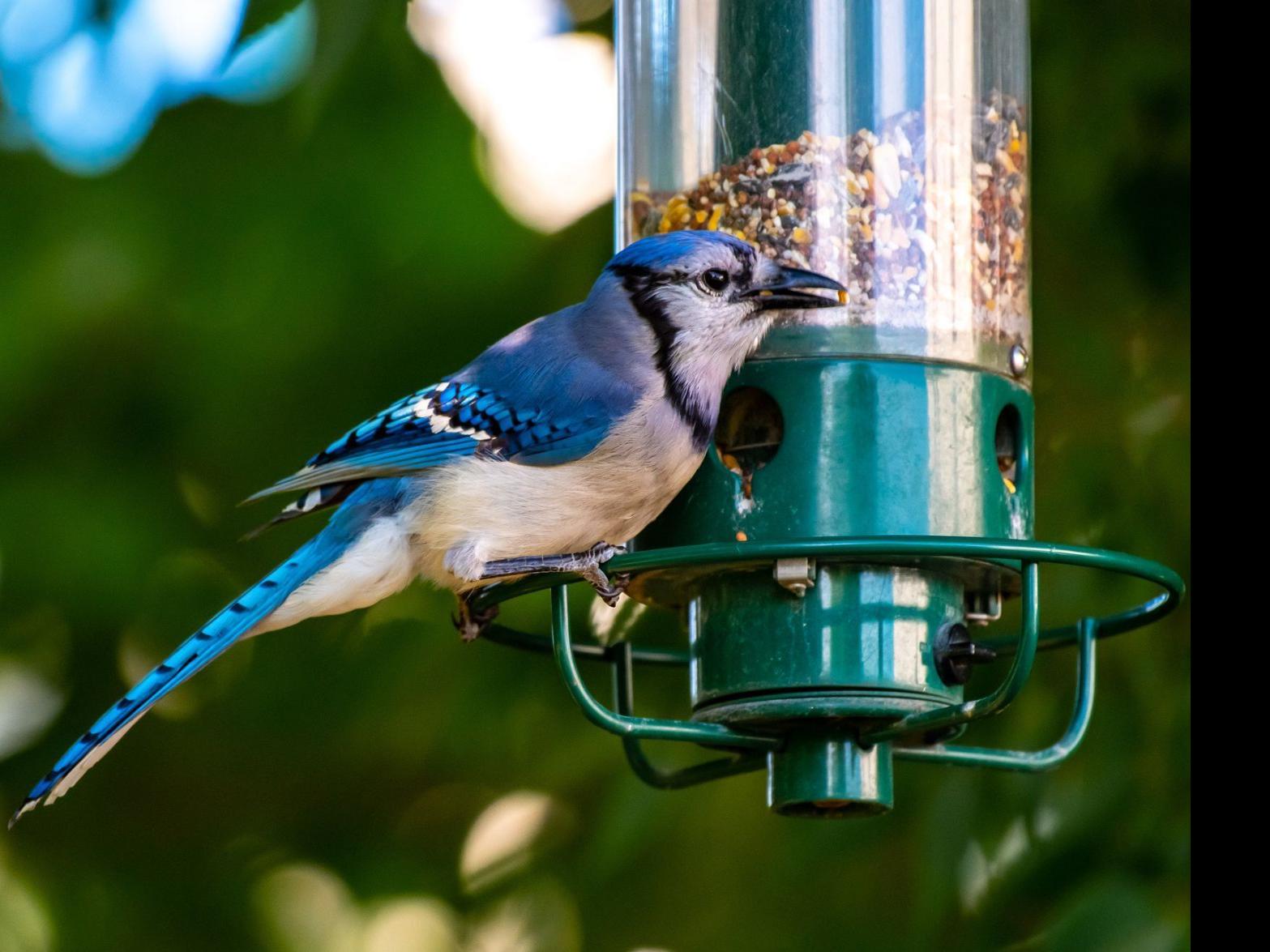 Fatal Songbird Illness Reported In Nc Remove Bird Feeders And Don T Touch Dead Birds State Says Journalnow Com