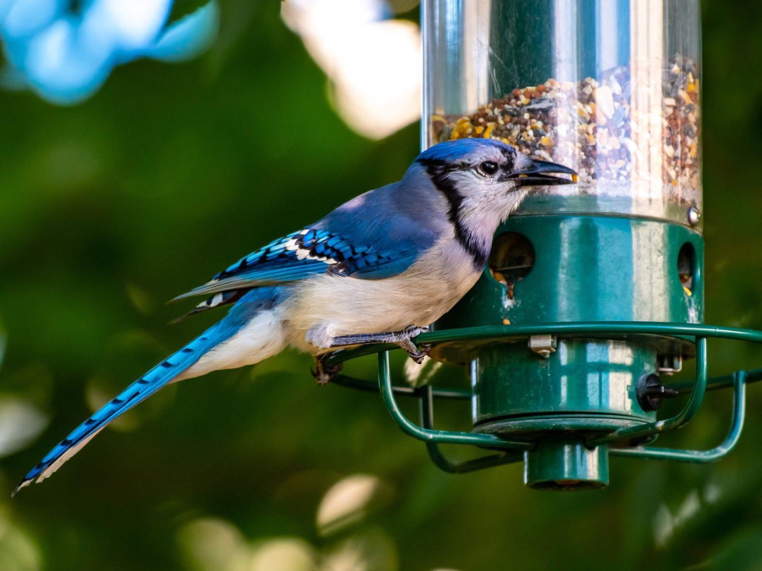 Fatal Songbird Illness Reported In Nc Remove Bird Feeders And Don T Touch Dead Birds State Says Journalnow Com Fatal Songbird Illness Reported In Nc Remove Bird Feeders And Don T Touch Dead Birds State Says Journalnow Com