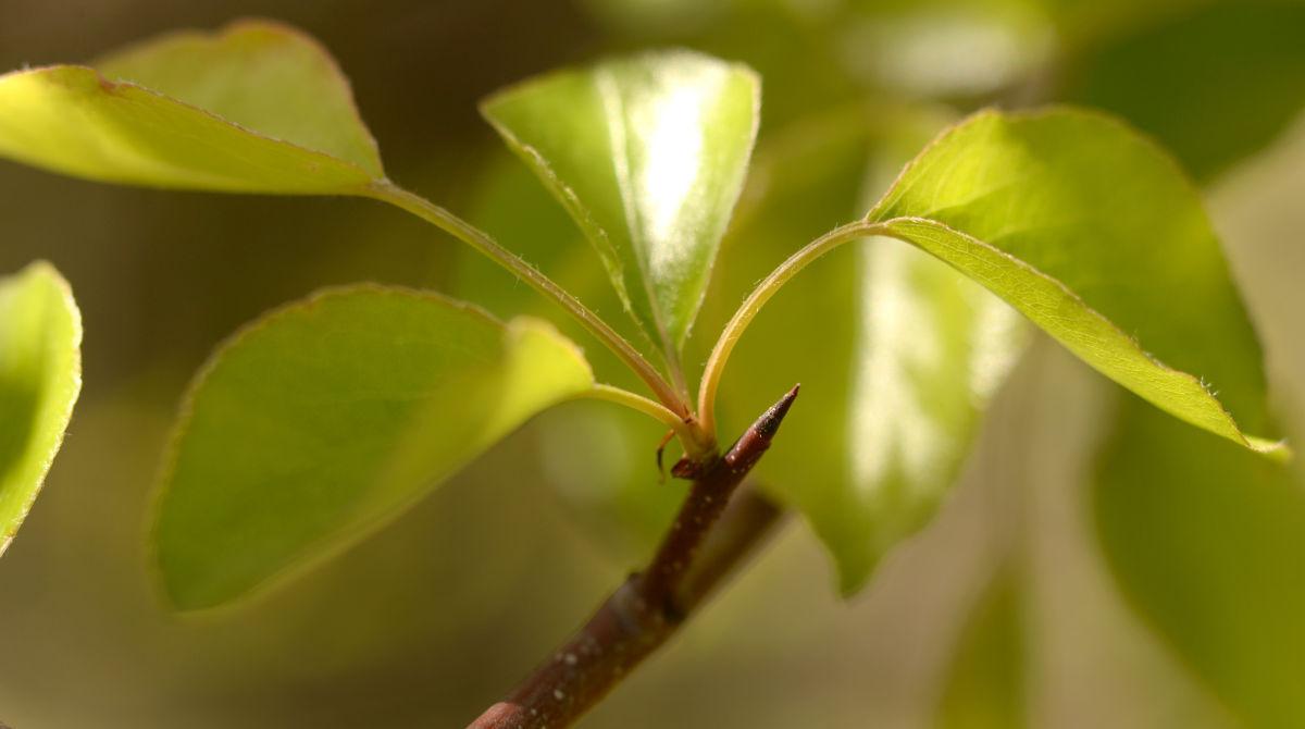 Dixon Invasive nature of Bradford pears Food