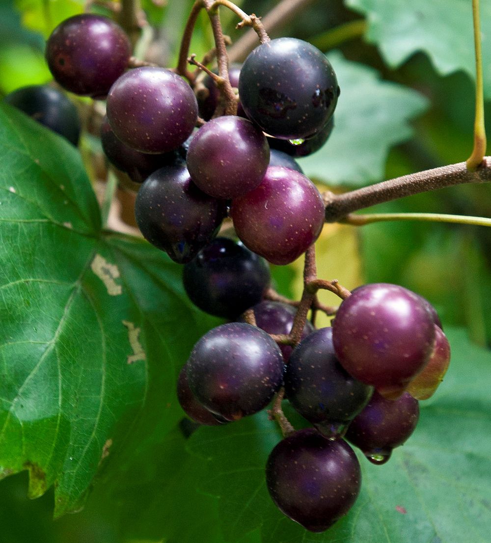 Muscadine 2024 juice benefits