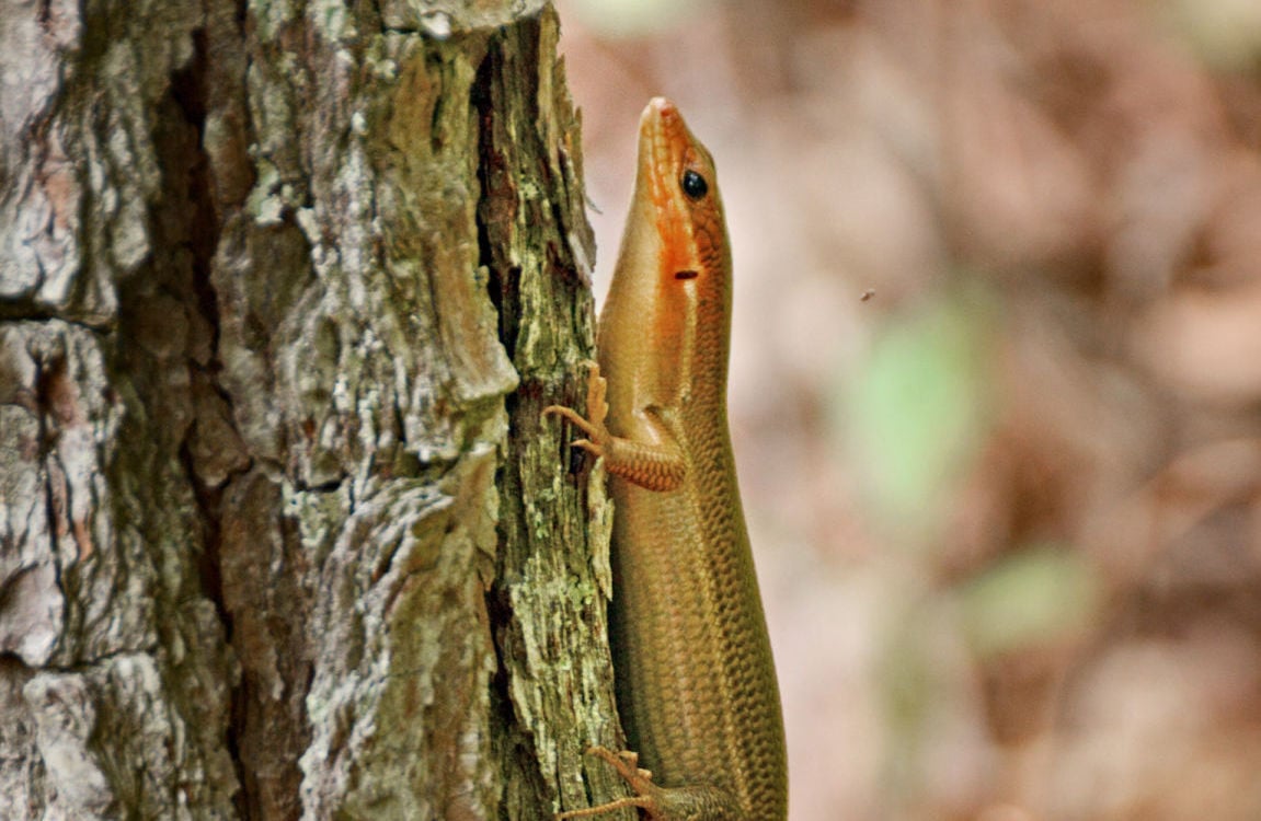 skinks poisonous to dogs