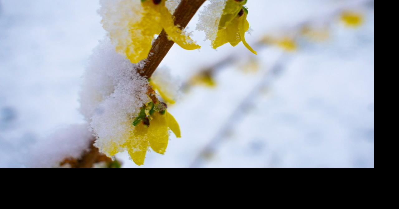 Some Triad plants, fooled by 'false spring,' could suffer, experts say