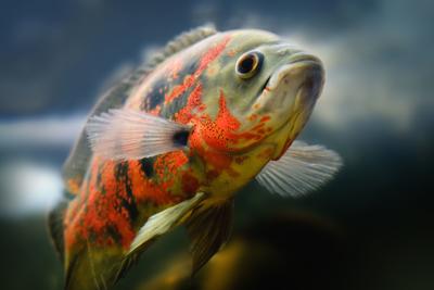 NC man accused of abandoning his pet fish without food in 
