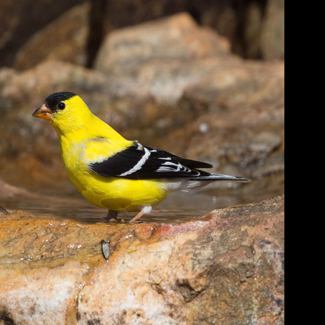 Birds Goldfinches Readily Drawn To Bird Feeders Especially In