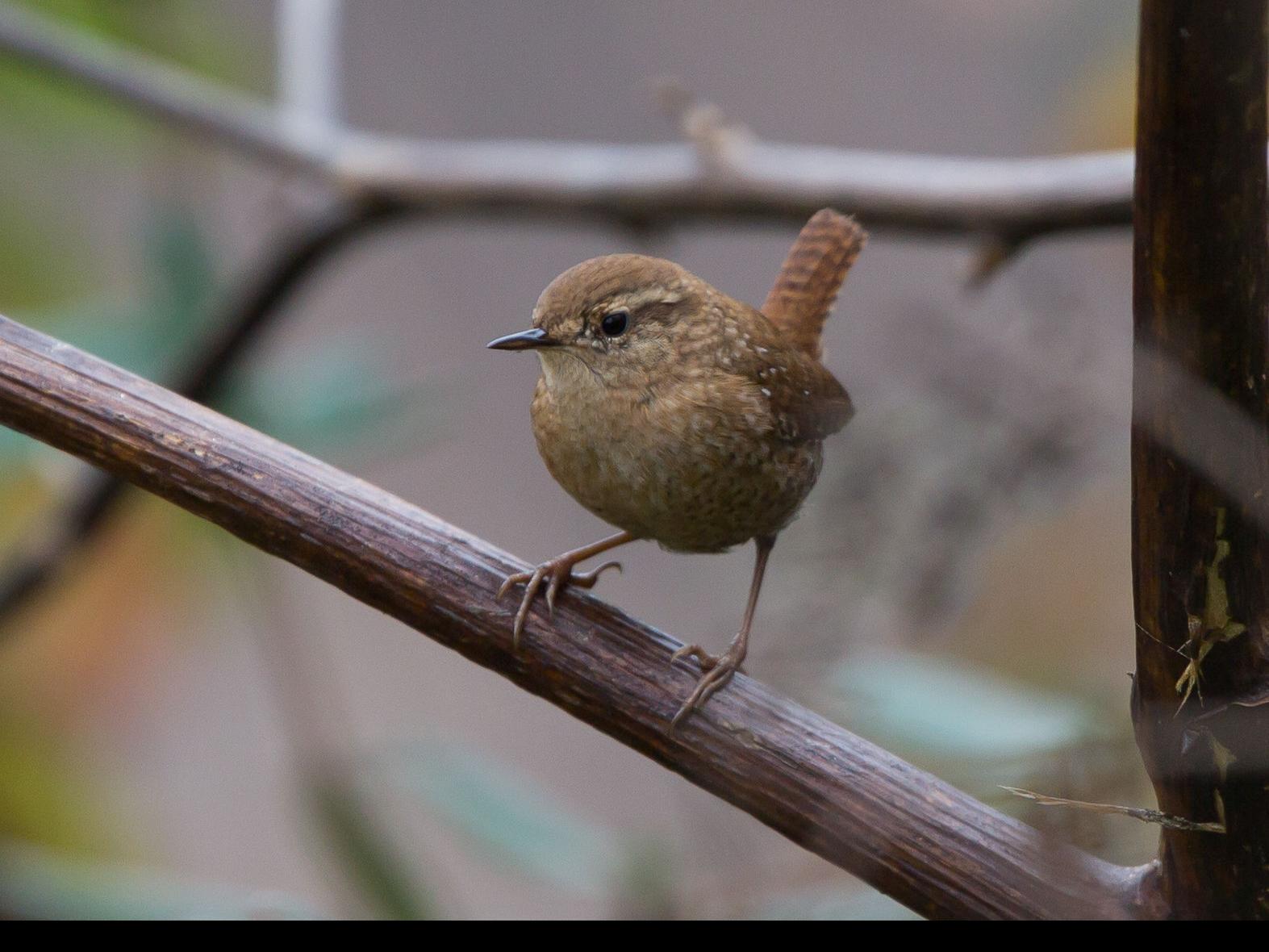 Birds Winter Wren Makes Its Appearance In The Triad Food