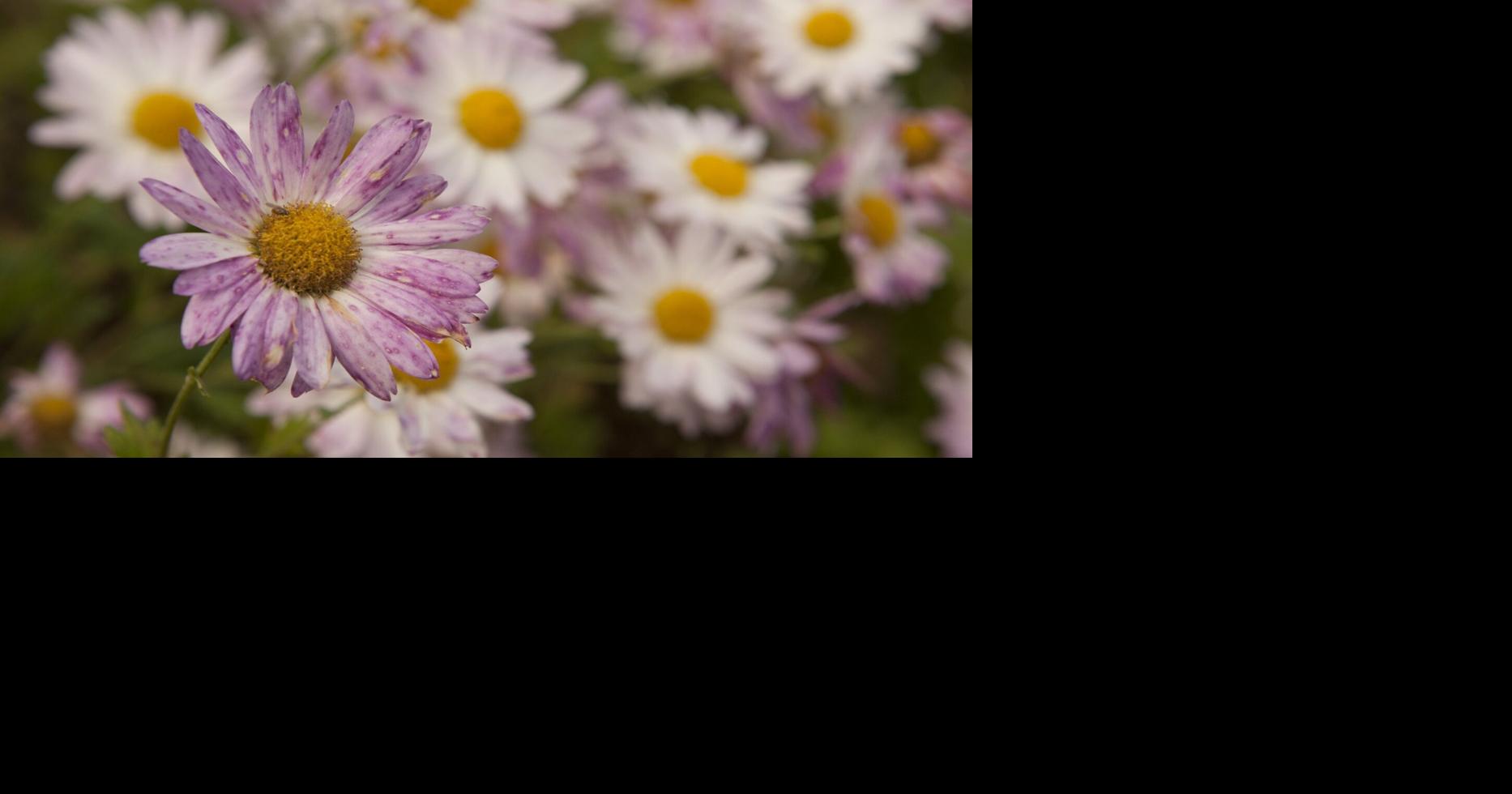 Tanglewood plant sale coming May 5, 6