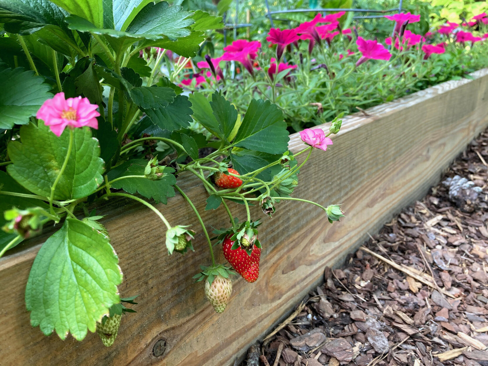 LIFE-HOME-ONGARDENING-5-MCT