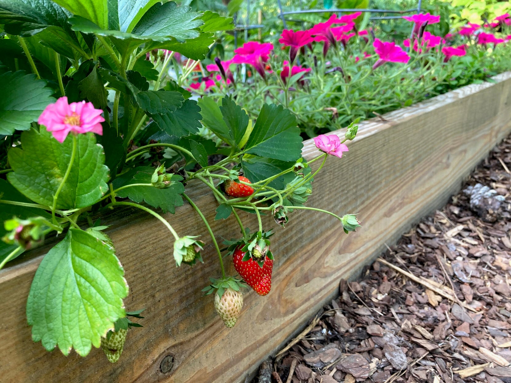 LIFE-HOME-ONGARDENING-5-MCT