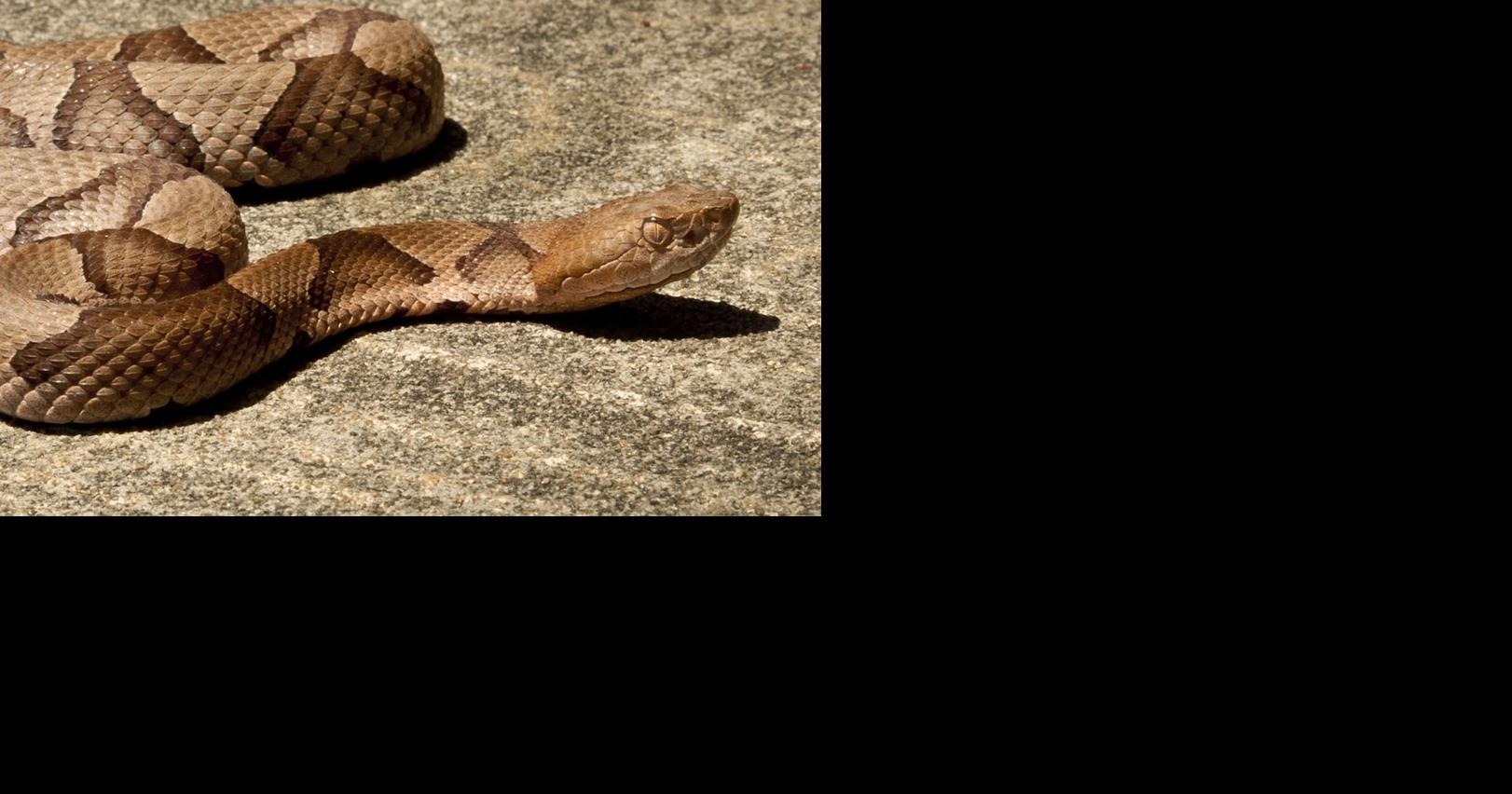 Snakebite Victims Trickling Into Local Hospitals But Forsyth Escapes Uptick Seen Elsewhere In Nc Local News Journalnow Com