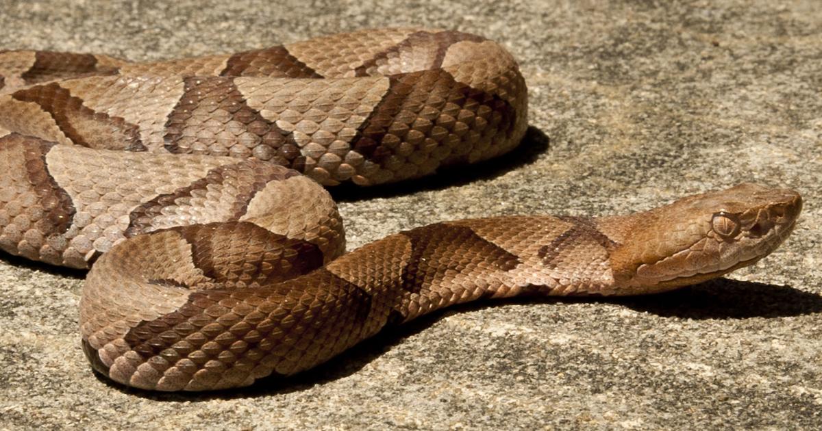 Snakebite Victims Trickling Into Local Hospitals But Forsyth Escapes Uptick Seen Elsewhere In Nc Local News Journalnow Com Snakebite Victims Trickling Into Local Hospitals But Forsyth Escapes Uptick Seen Elsewhere In Nc Local News Journalnow Com