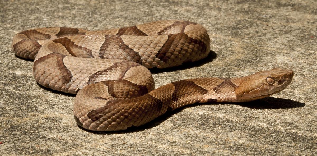 Snakebite Victims Trickling Into Local Hospitals But Forsyth