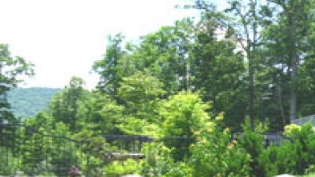 Planting Ideas Curator Wants To Show People The Diversity Of Bonsai Plants Food Journalnow Com