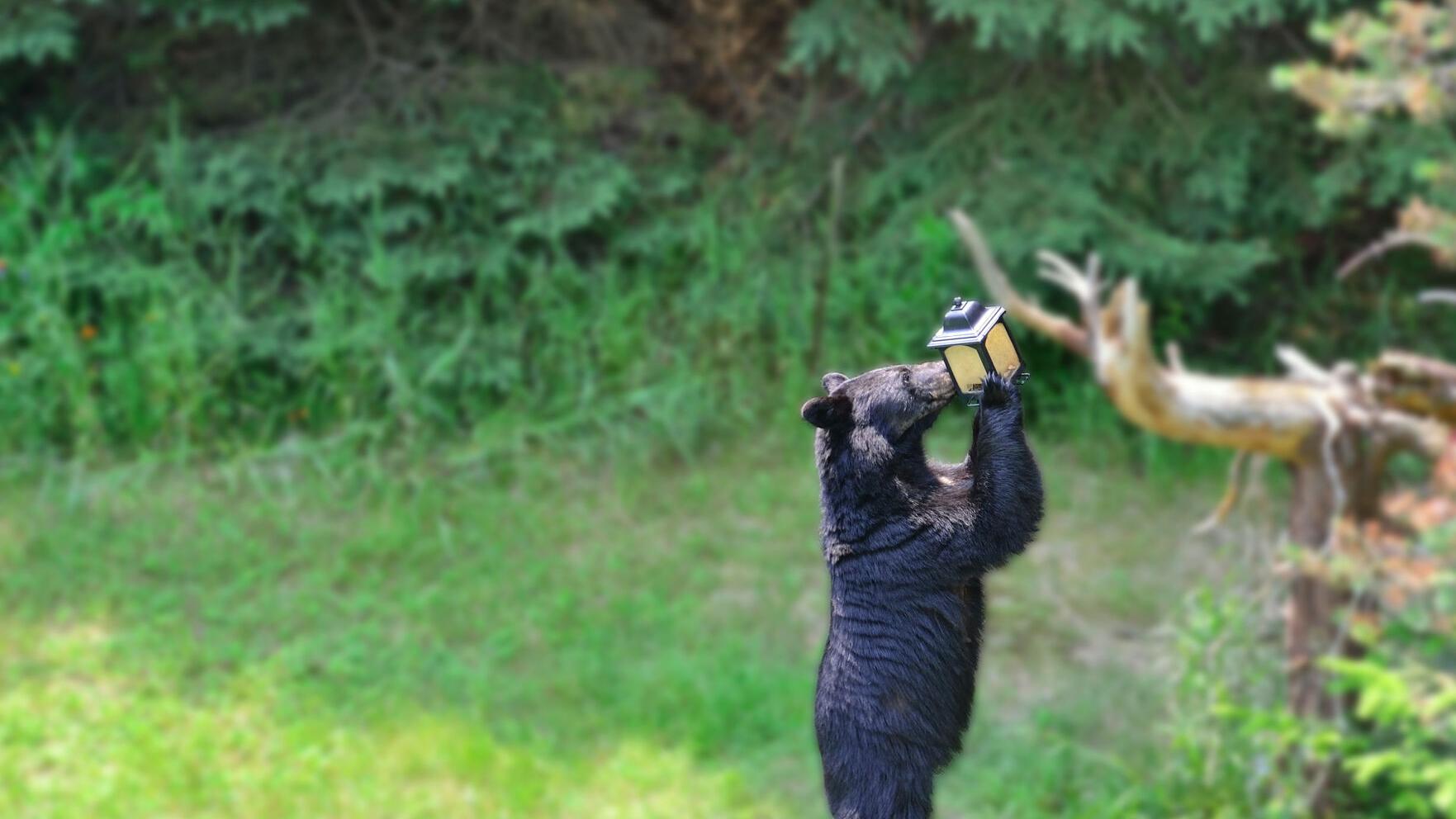 Nc Wildlife Commission Urges People To Be Bearwise As Bears Prepare For Hibernation Local News Journalnow Com nc wildlife calendar 2021