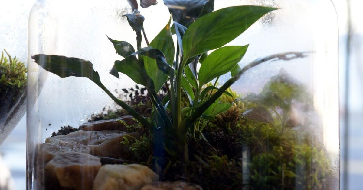 Mossy Mojo Terrariums creates sustainable environments in glass | Home & Garden Mossy Mojo Terrariums creates sustainable environments in glass | Home & Garden