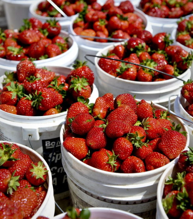 Strawberry Farms Looking At Record Crop Food Journalnow Com