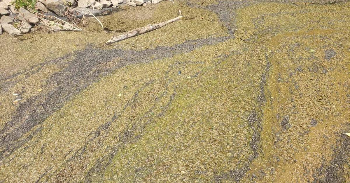 Experts respond to concern of a fish kill or harmful algal bloom at High Rock Lake, only to find the casings of thousands of molted flies