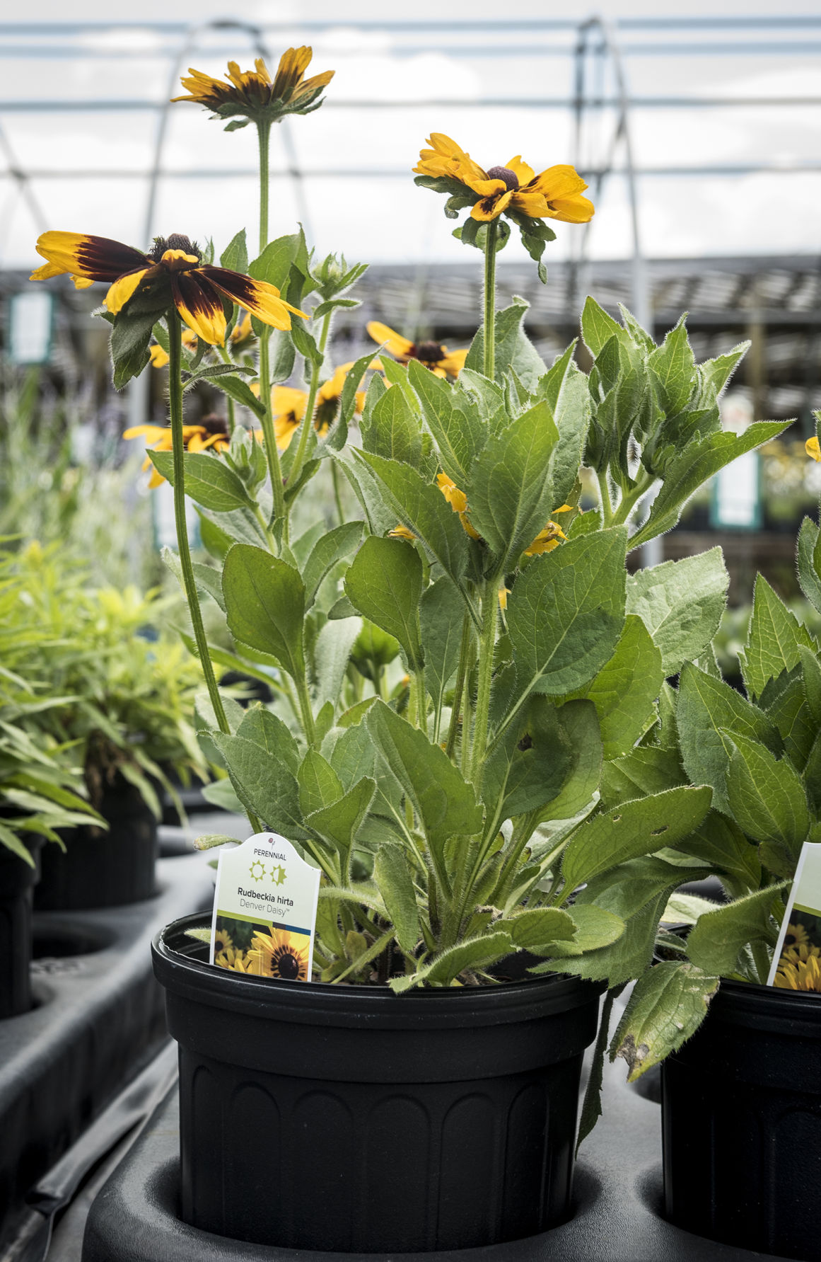 Native Plants at Frank�s Perennial Border Galleries