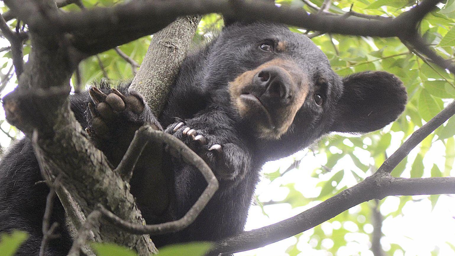 Thursday letters: Don't feed the bears - Vimarsana News