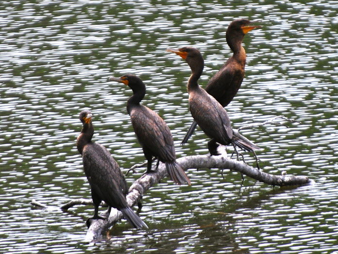 Cormorants enjoy living in groups