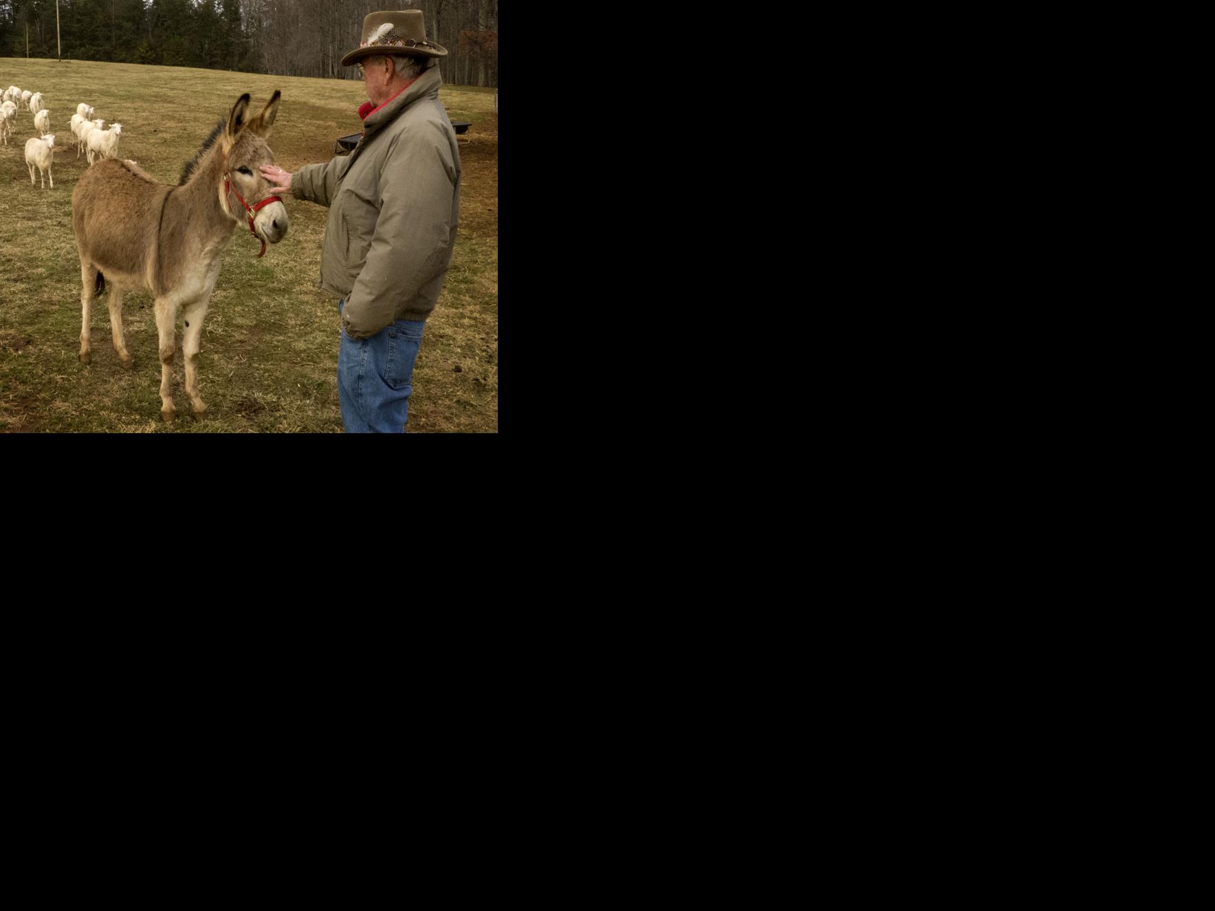 Guard Donkey Galleries