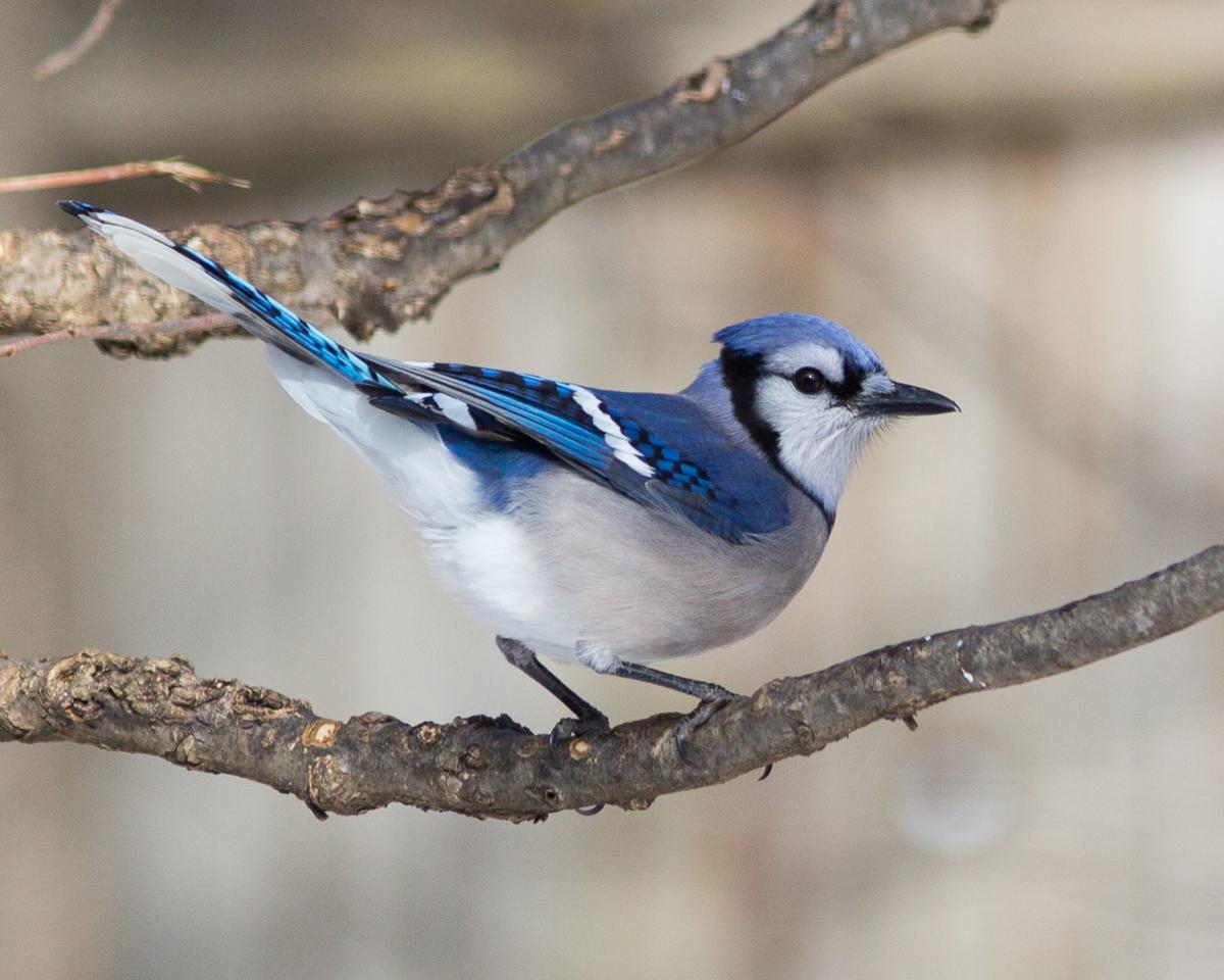 Jays Others Storing Food For The Winter Food Journalnow Com