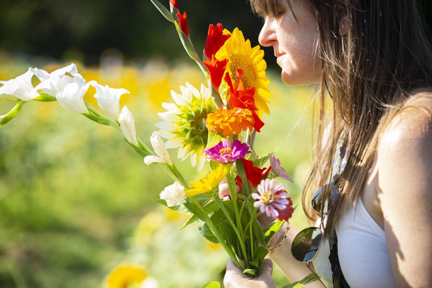 PHOTOS Sunflowers in full bloom at Kernersville's Dewberry Farms