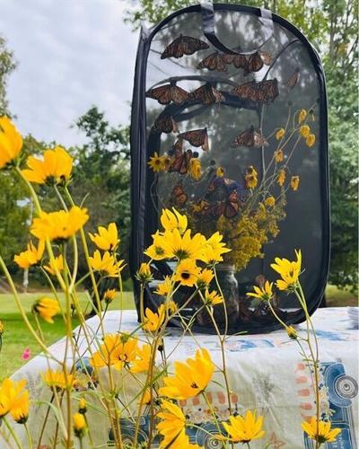 Butterfly Release Honors Legacy of Gerry Hurley