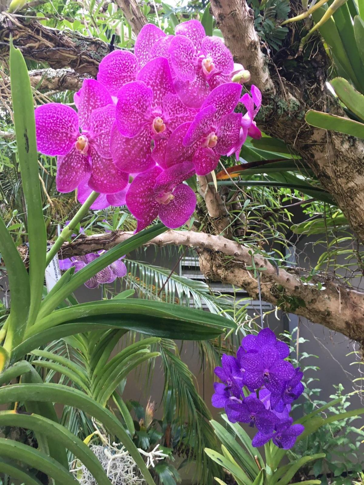 Naples Botanical Garden Lures Countless Orchid Lovers Home