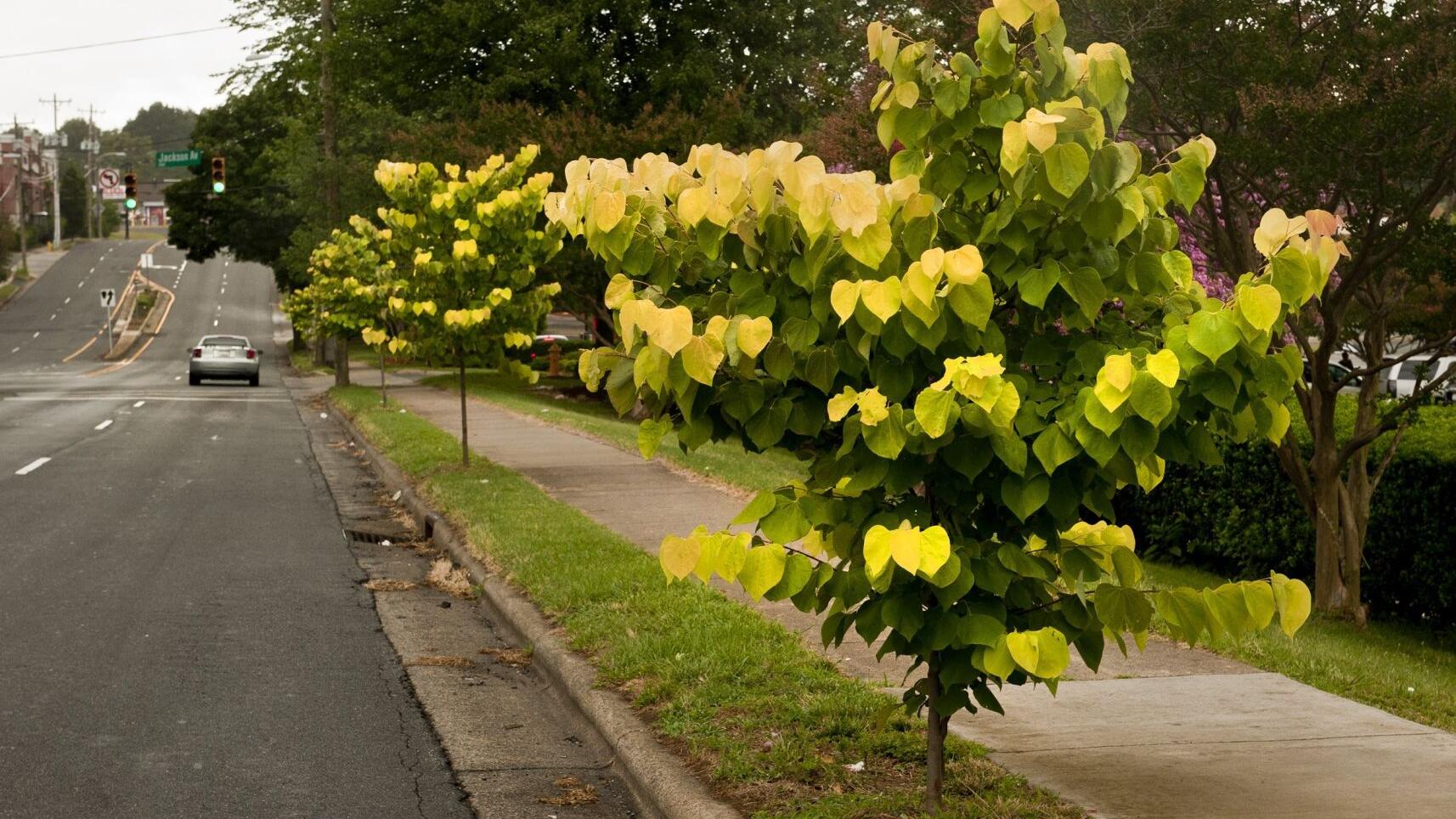 Redbuds are in grand display in the late summer - Vimarsana News